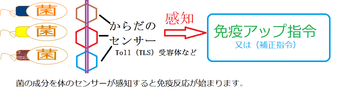 A 効果 ルミン 「ルミンA」という医薬品